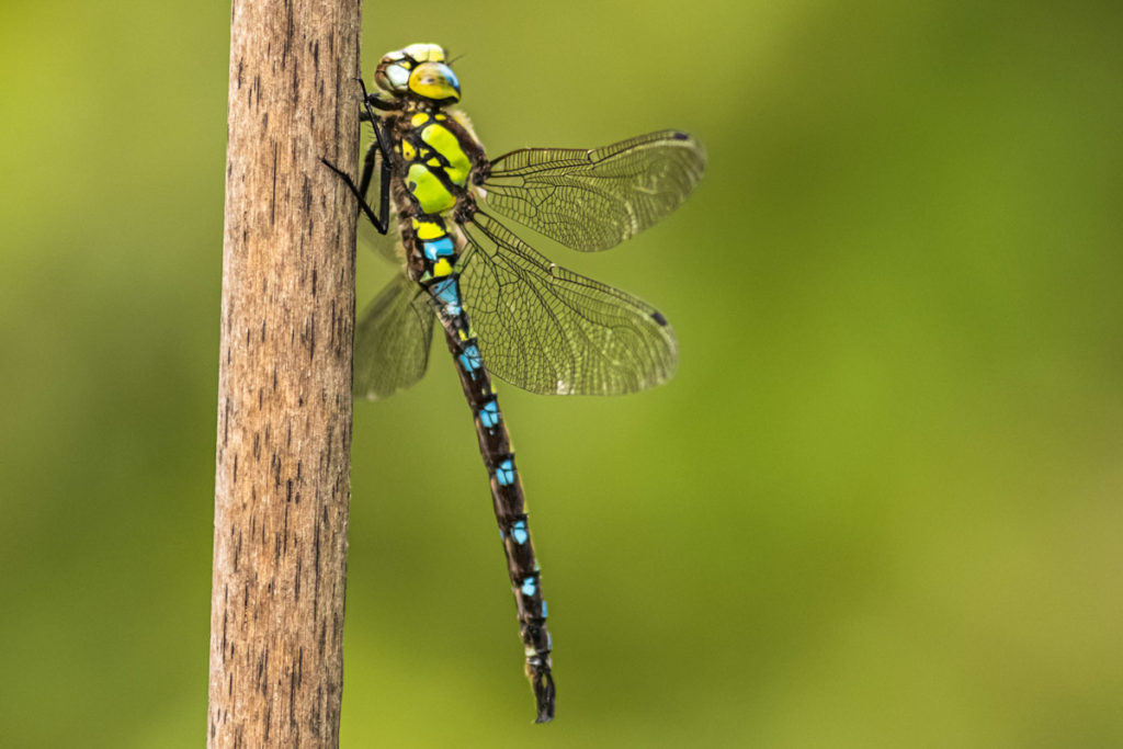 Automatisch gespeicherter Entwurf