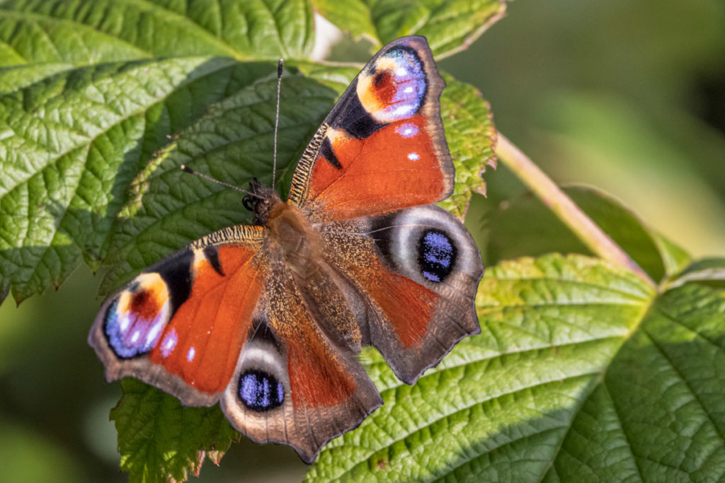 Automatisch gespeicherter Entwurf